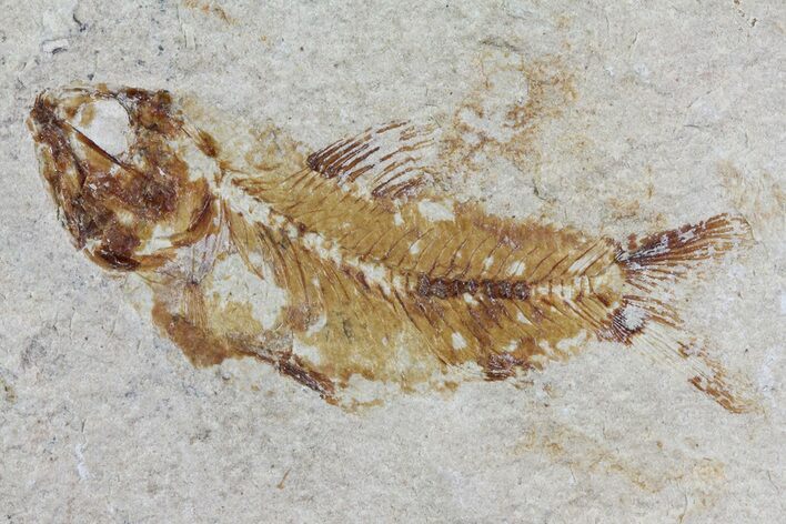 Cretaceous Fossil Fish (Armigatus) - Lebanon #70027